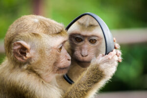 A monkey looking at its reflection in a mirror.