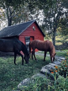 Horses grazing near a red barn.